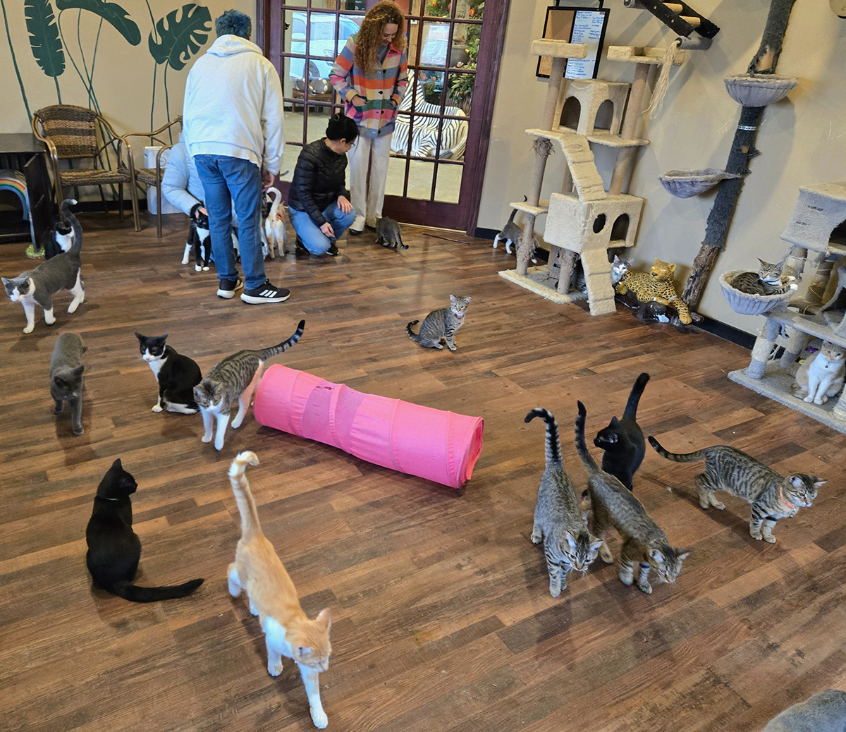 Cats for adoption in Effingham IL