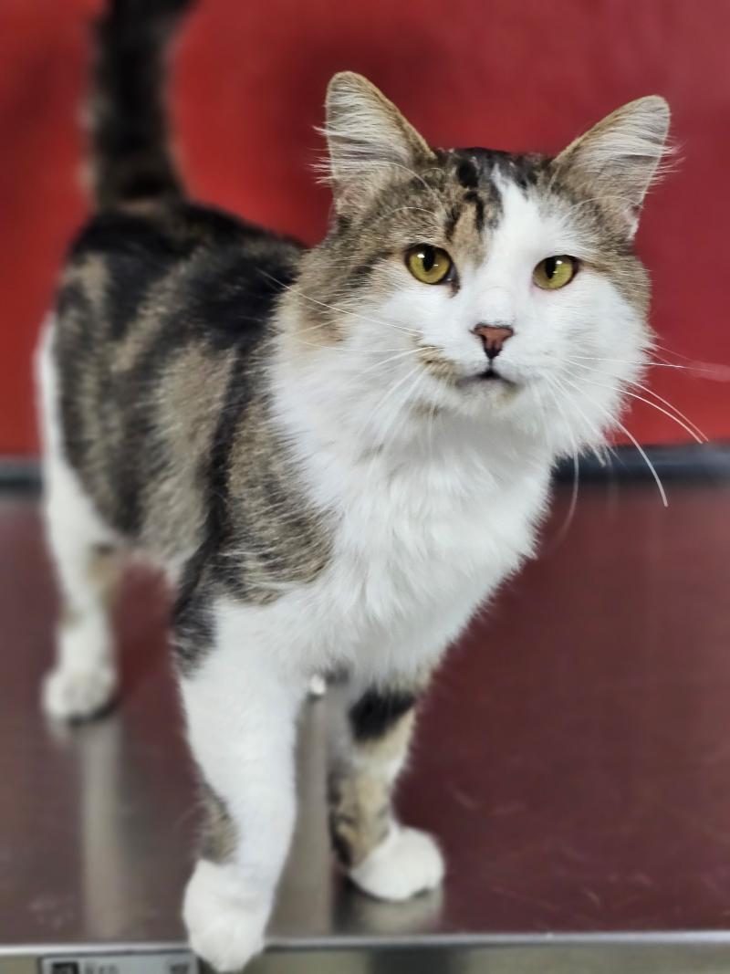 Joseph, a stunning cat with floofy cheeks and bold marbled stripes, stands regally. One eye is dramatically outlined like eyeliner, giving him an unforgettable, exotic look.