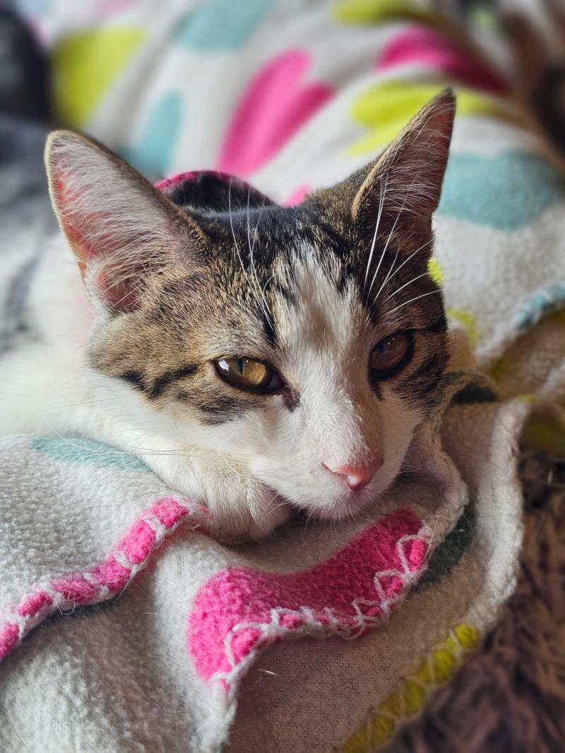 This sweet tabby cat stretches out on a blanket, looking up with trust and curiosity. Rhoda, once found on the roadside, now thrives on love and cuddles.
