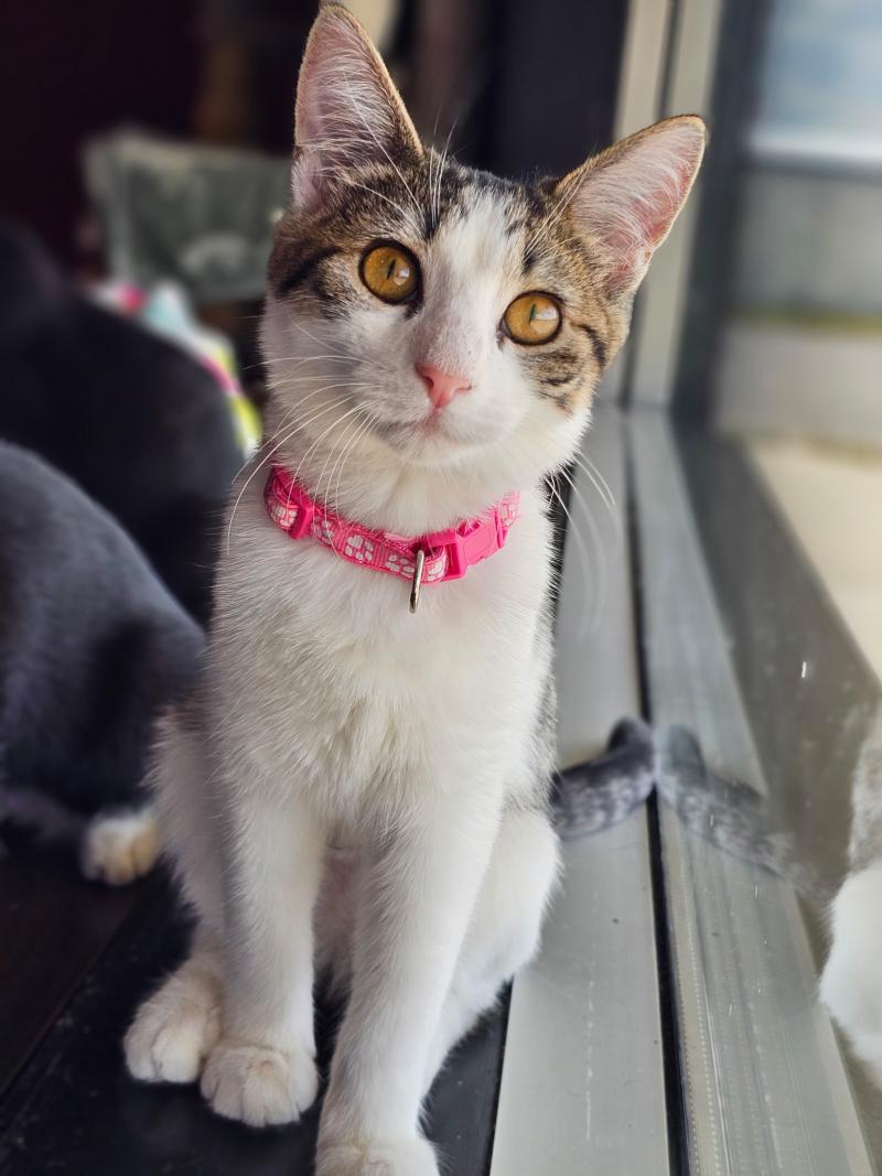Rhoda curls up beside a person, purring and relaxed. She's a rescued cat who loves being close, always ready to be your loyal snuggle buddy.