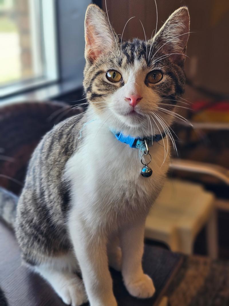 With a hopeful and curious expression, Sammy the tabby kitten looks out eagerly, ready to start his new life and find a family to call his own.