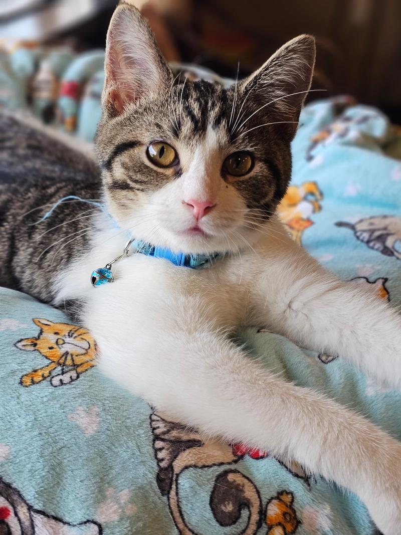 With his paws stretched forward, Sammy the tabby kitten lies comfortably on a blanket, looking curious and alert.