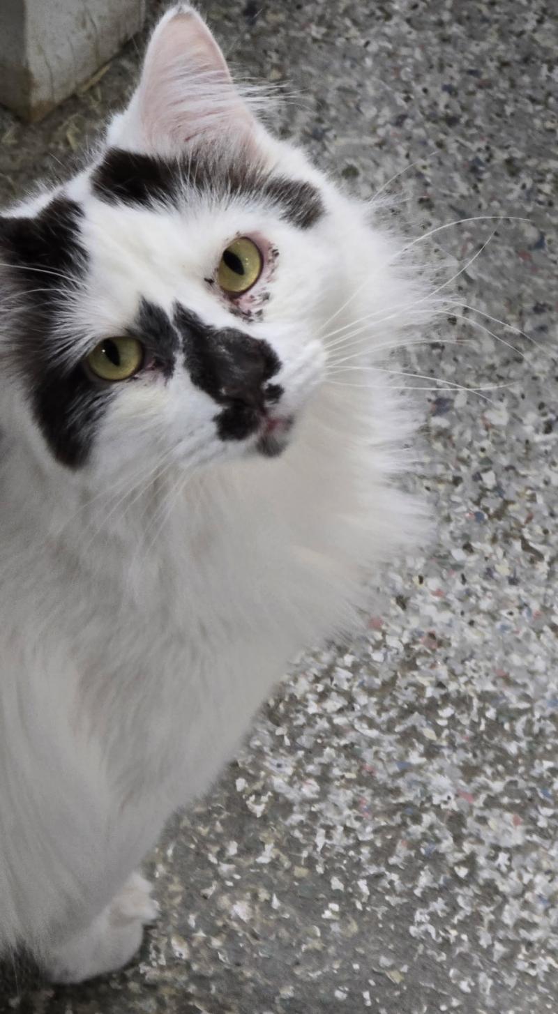 Kiki follows closely behind a person, her tail up and eyes bright with affection. Once timid, this loyal little cat now seeks love and closeness from her favorite humans.