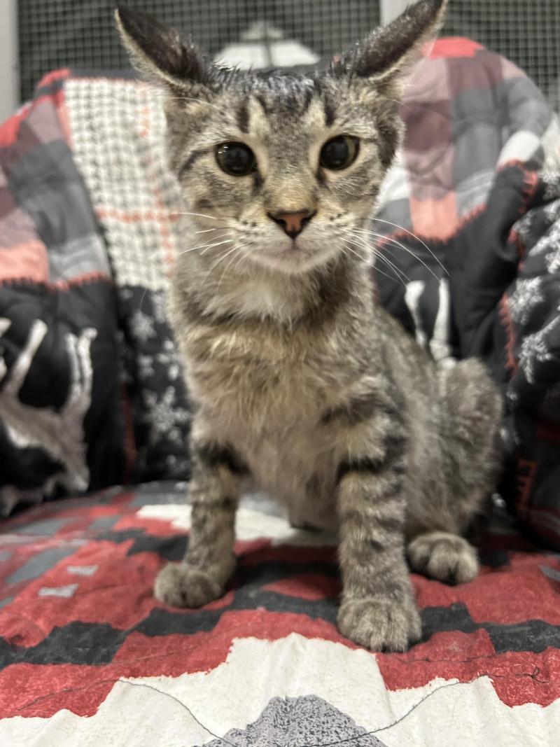 Scooter, a scrappy yet snuggly kitten, looks up with curiosity and warmth. His unexpected arrival at a shelter turned into a story of hope—and now, he’s ready to find his forever family.