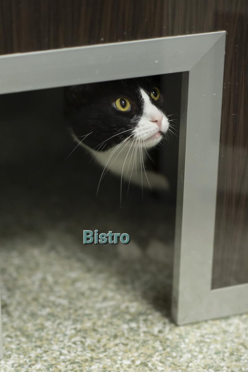 Wishing for a forever home!