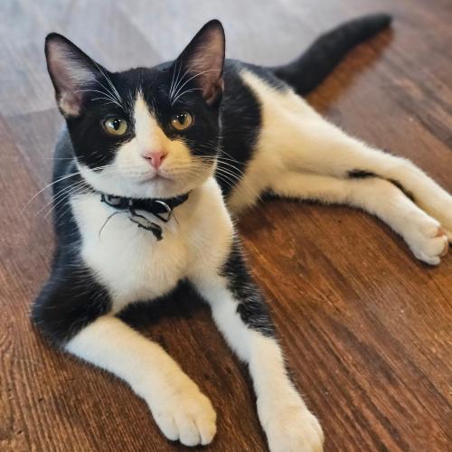 Simon, a confident tuxedo cat with striking black and white fur, lies stretched out comfortably on the floor, looking relaxed and ready to be adopted.