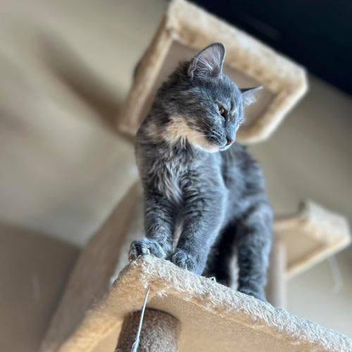 Skye high on the cat tree!