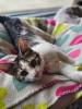 Rhoda, a gentle brown tabby cat with soulful eyes, sits calmly in a cozy bed. Rescued from the roadside, she’s now safe and ready for a forever home full of love.