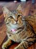Rain, a loving and energetic cat, curling up for cuddles. She’s nearly a twin to her sister Stormy, and both are looking for forever homes—maybe even together.
