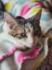 This sweet tabby cat stretches out on a blanket, looking up with trust and curiosity. Rhoda, once found on the roadside, now thrives on love and cuddles.
