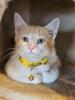 Benny, the dependable and gentle member of a bonded trio, lounges contentedly. Alongside his more playful pals Lenny and Kenny, Benny offers a soothing presence like a classic scoop of vanilla ice cream.