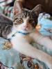 With his paws stretched forward, Sammy the tabby kitten lies comfortably on a blanket, looking curious and alert.