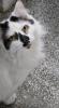 Kiki follows closely behind a person, her tail up and eyes bright with affection. Once timid, this loyal little cat now seeks love and closeness from her favorite humans.