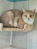 Duke, surveying the cattery.